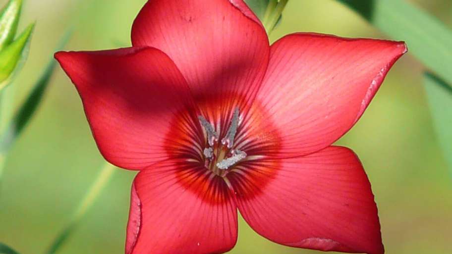Cesteria
