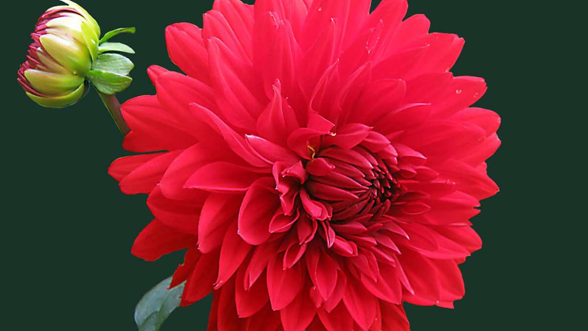 Fiori artificiali