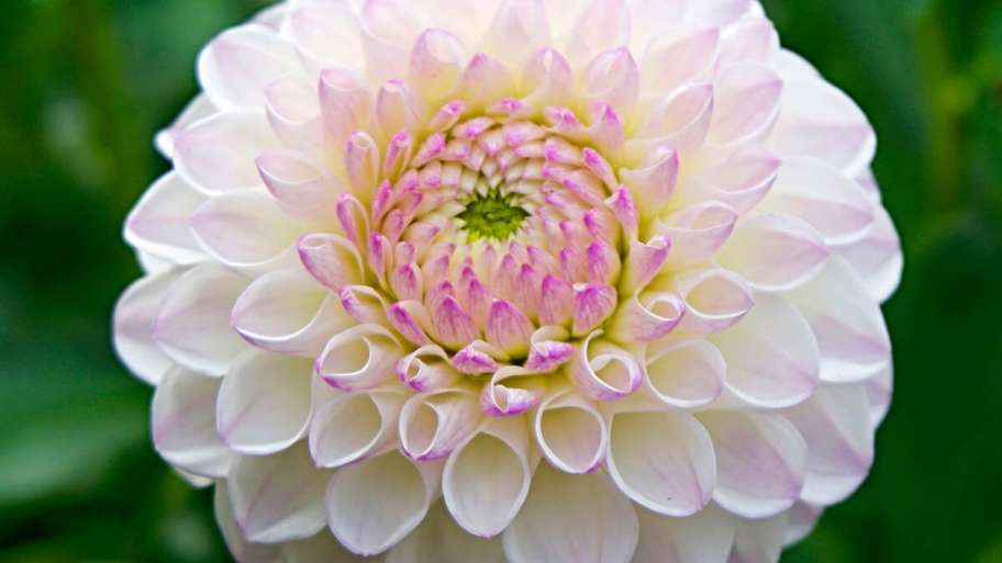 Nastri